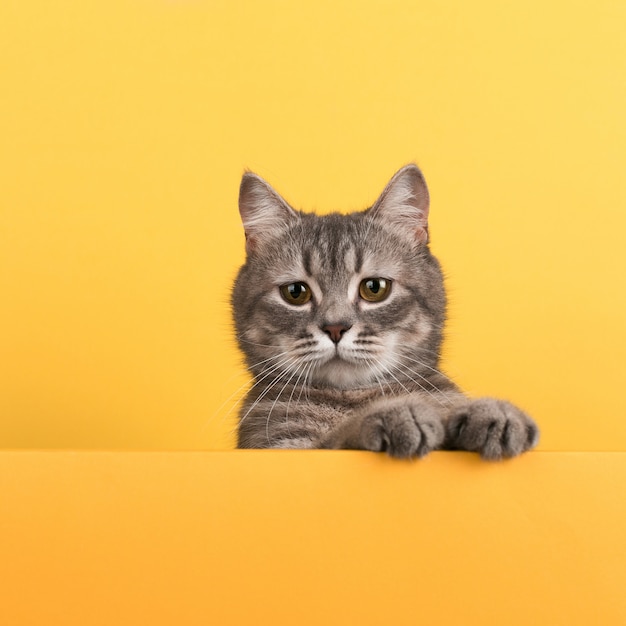 Cute little gray cat, on a yellow , looks and plays. Buisiness , , copyspace.