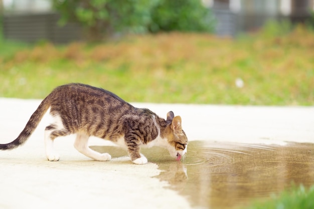 Cute little gray homeless stray cat kitten drinking from puddle of water outdoors in summerCopyspace