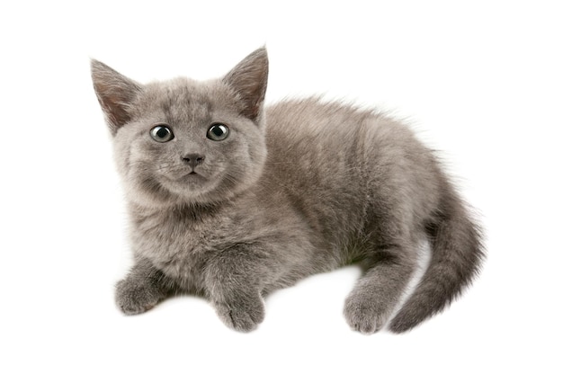 Cute little grey kitten isolated on white background