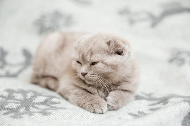 Cute little grey kitten. scottish fold,sleeping on the grey bed