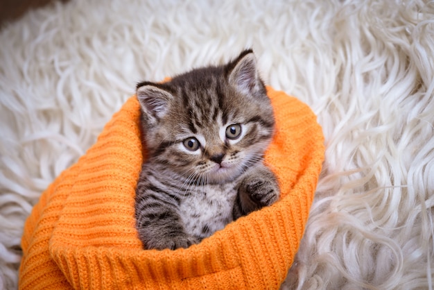 Cute little grey kitten sleeps on white fur