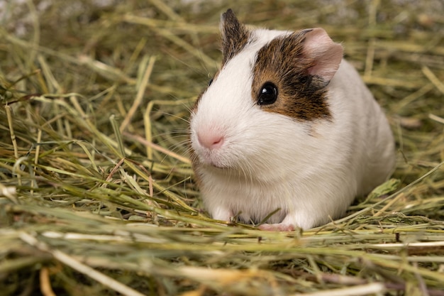 A cute little guinea pig sits in a pile of hay made of meadow grasses