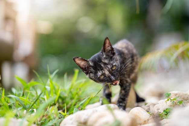 Cute little kitten eating grass at field