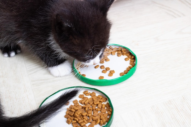 Cute little kitten eats food from a bowl