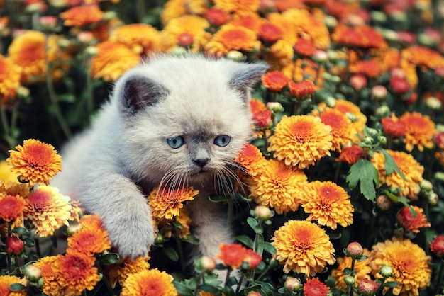 Cute little kitten in the garden in chrysanthemum flowers