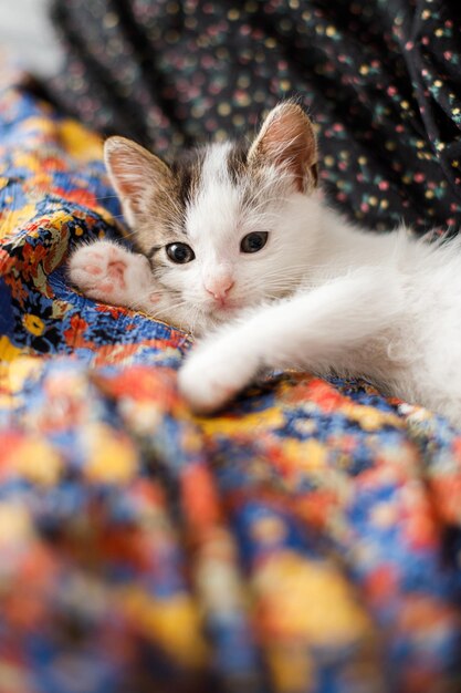 Cute little kitten lying on colorful floral dress on bed Adorable playful kitty relaxing in bedroom