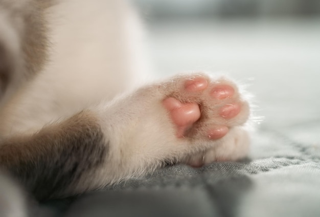 Cute little kitten paw with pink pads close-up. Pets. Sweet dream of animals.