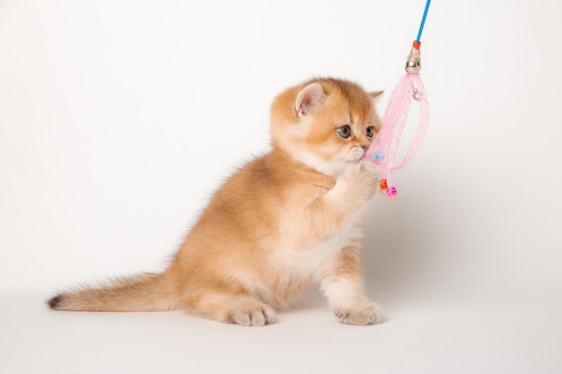 cute little kitten playing with a toy on a white background, british breed