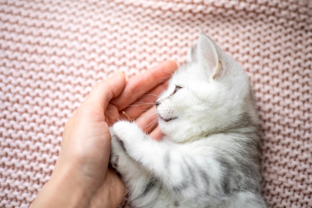 A cute little kitten plays with a man hand Pet teeth A greywhite striped cat of the British breed Lifestyle