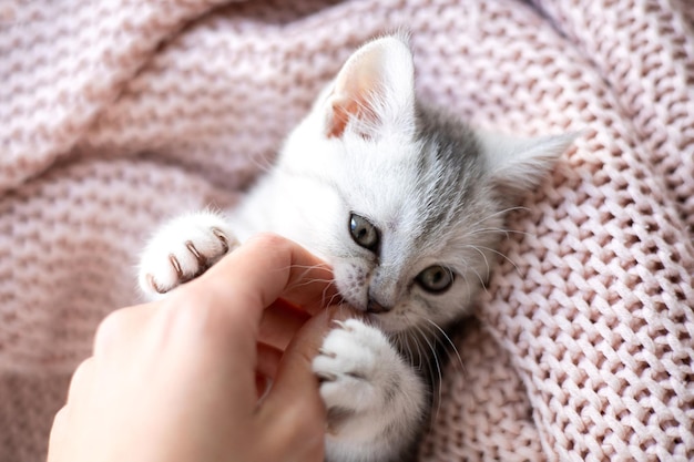 A cute little kitten plays with a man hand Pet teeth A greywhite striped cat of the British breed Lifestyle