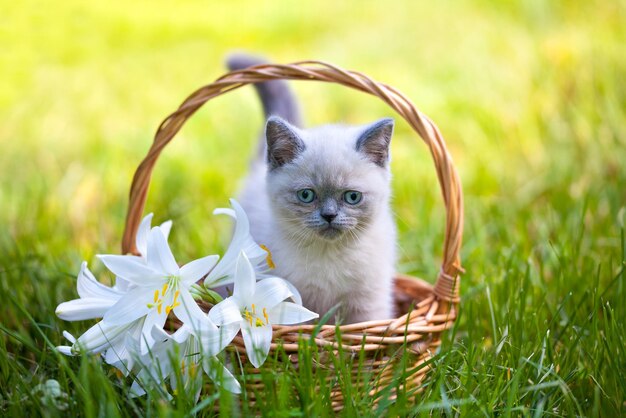 Cute little kitten sitting in a basket with lily flowers on the grass