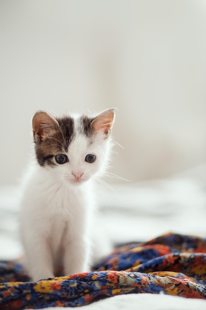 Cute little kitten sitting on colorful dress on bed Adorable grey white kitty relaxing in bedroom