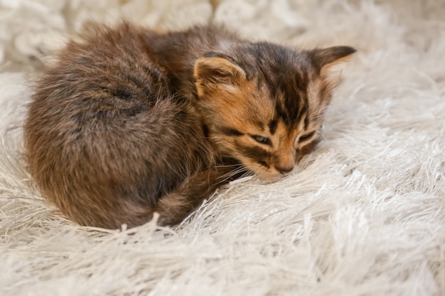 Cute little kitten sleeping on furry rug at home