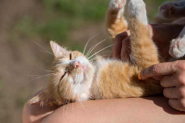 Cute little kitten sleeping on owner's knees