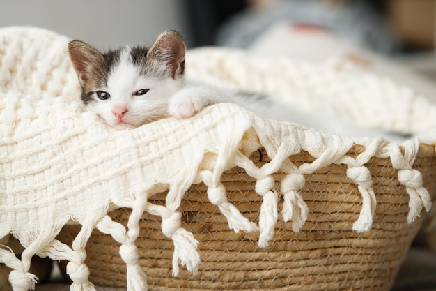 Photo cute little kitten sleeping on soft blanket in basket portrait of adorable sleepy kitty napping