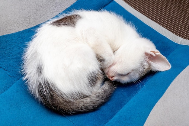 Cute little kitten sleeps sweetly on the rug