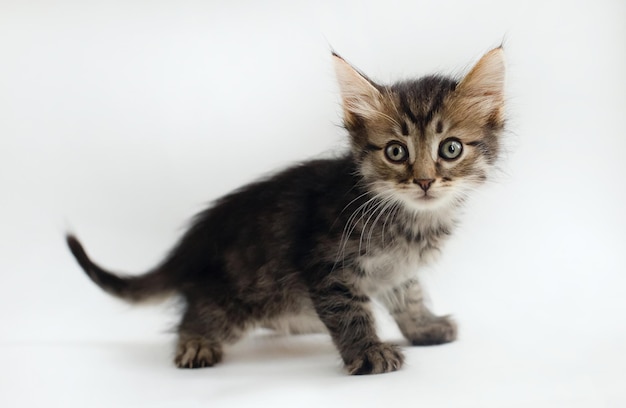 Cute little kitten on a white background