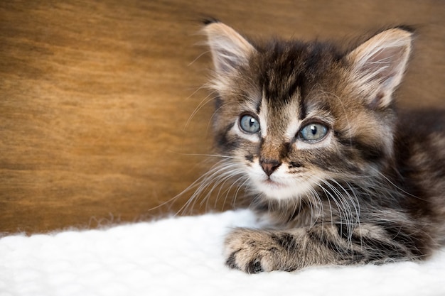 Cute little kitten with blue eyes relaxing on the warm blanket with copy space.