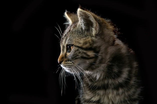 cute little kitty isolated on black background