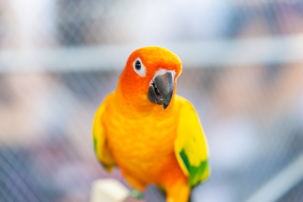 Cute little orange parrot on a tree branch