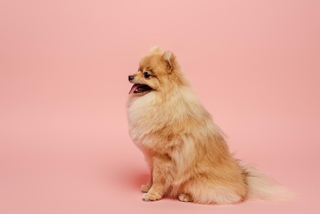 Cute little pomeranian spitz dog on pink