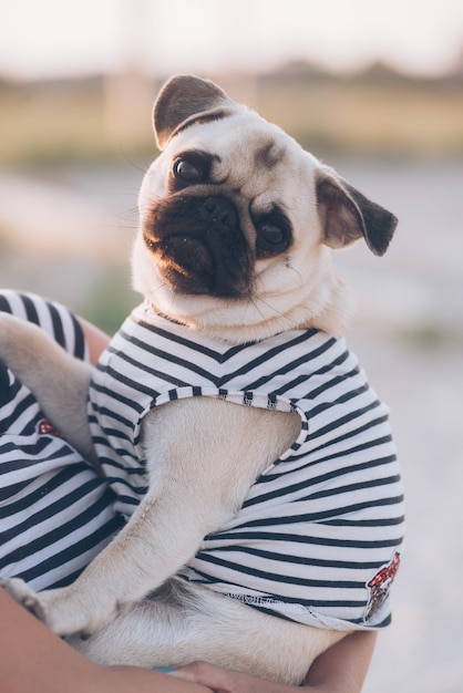 Cute little pug puppy sitting on human hands