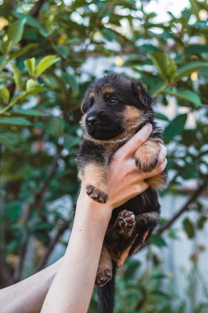 Cute little puppy of German Shepherd in hands