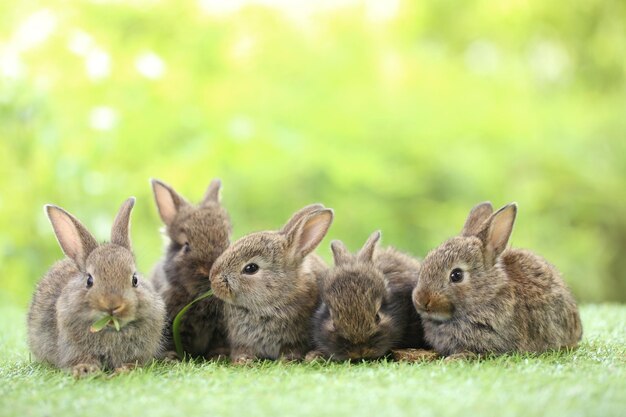 Cute little rabbit on green grass with natural bokeh as background during spring Young adorable bunny playing in garden Lovrely pet at park