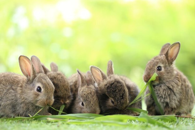 Cute little rabbit on green grass with natural bokeh as background during spring Young adorable bunny playing in garden Lovrely pet at park