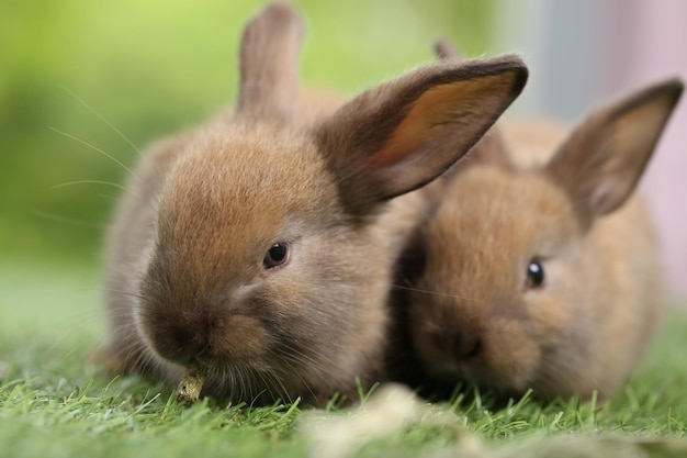 Cute little rabbit on green grass with natural bokeh as background during spring Young adorable bunny playing in garden Lovrely pet at park