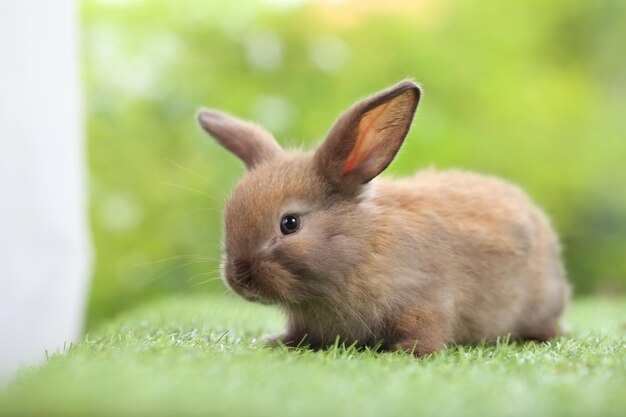 Cute little rabbit on green grass with natural bokeh as background during spring Young adorable bunny playing in garden Lovrely pet at park