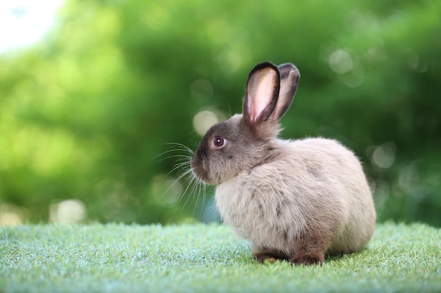 Cute little rabbit on green grass with natural bokeh as background during spring Young adorable bunny playing in garden Lovrely pet at park