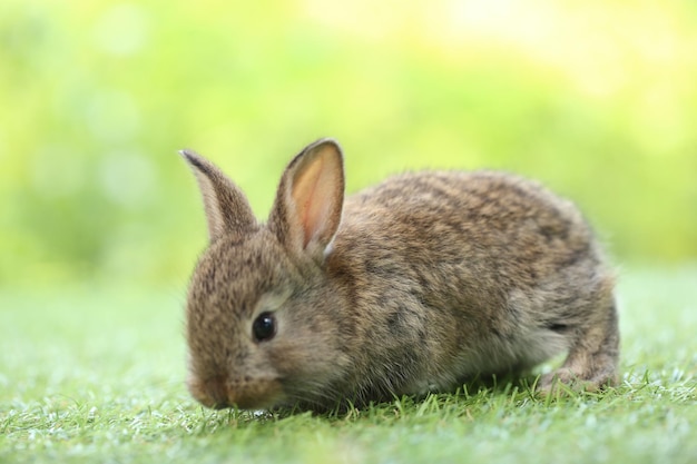 Cute little rabbit on green grass with natural bokeh as background during spring Young adorable bunny playing in garden Lovrely pet at park