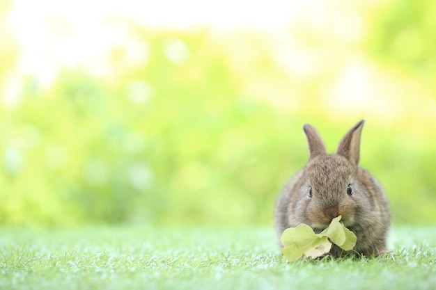 Cute little rabbit on green grass with natural bokeh as background during spring Young adorable bunny playing in garden Lovrely pet at park