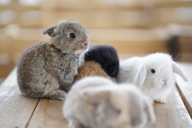 Cute little rabbits