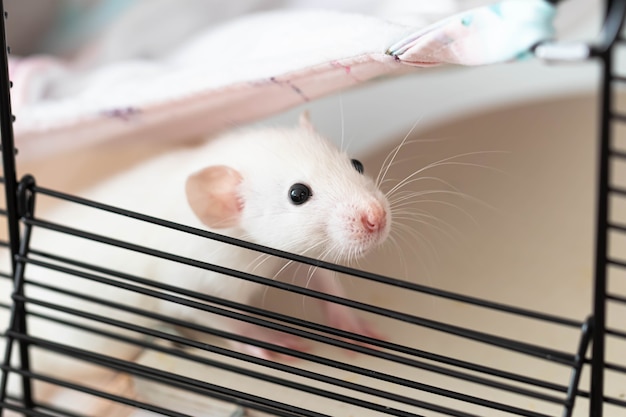 Photo cute little rat with a pink nose and long mustache peeks out of the cage.