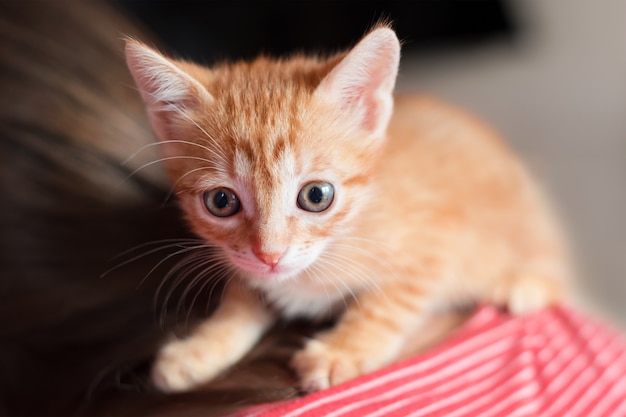 Cute little red kitten sitting on his owner back. Small curious red cat. Pets adoption and lifestyle concept.