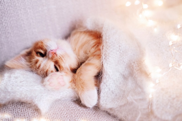 Cute little red kitten sleeps on fur white blanket