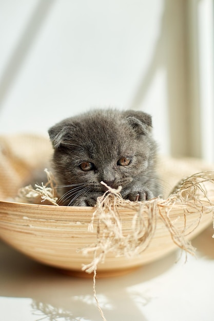 Cute little scottish british gray kitten on the basket at home funny cat