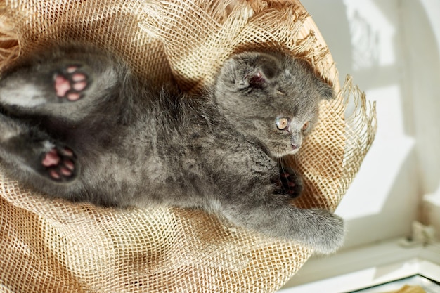 Cute little scottish british gray kitten on the basket at home funny cat