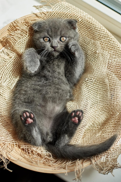 Cute little scottish british gray kitten on the basket at home funny cat