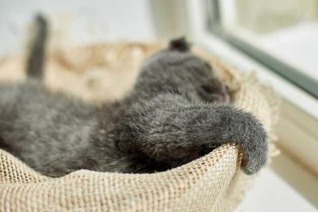 Cute little scottish british gray kitten on the basket at home funny cat