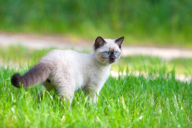 Cute little siamese kitten on the flower lawn