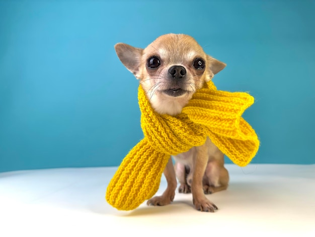 Cute little small puppy Chihuahua dog in hat and scarf Funny pet in clothes