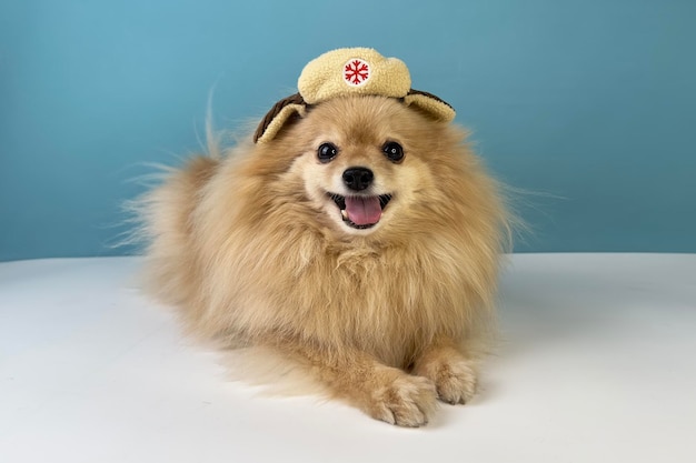 Cute little small puppy Pomeranian Spitz dog in hat and scarf Funny pet in clothes