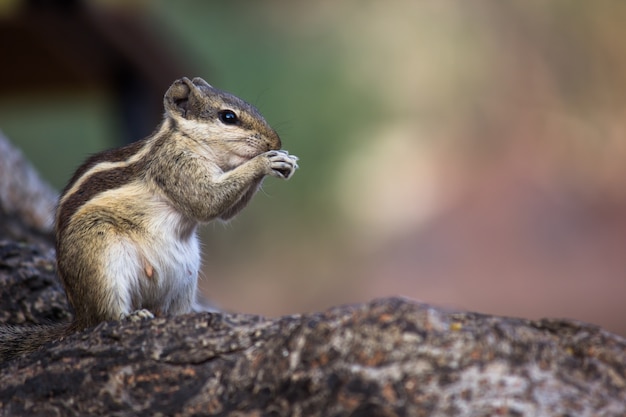 Cute little squirrel sitting on the tree trunk