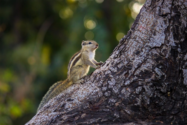 Cute little squirrel on the tree trunk