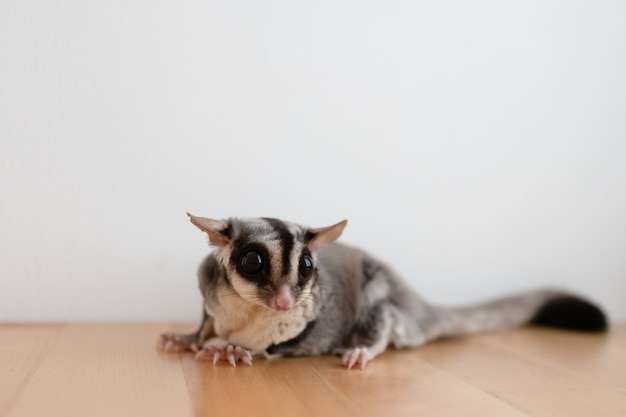 Cute little Sugar Glider on wooden table on white wall