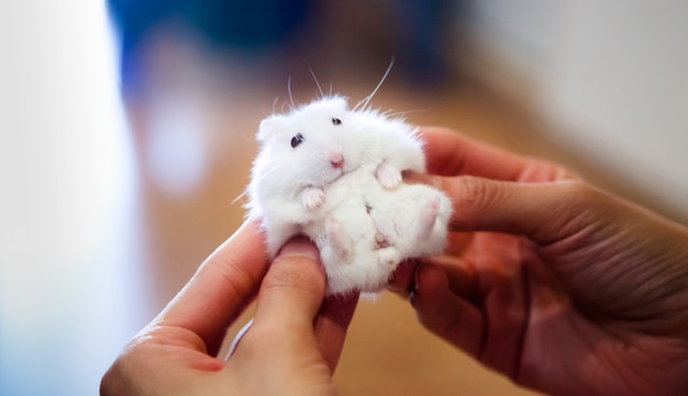 Cute little white hamster receives massage from owner