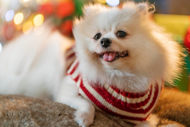 Cute little white pomeranian dog wear sweater winter clothsit relax casual tonge out smiling happiness cheerful on sofa couch with chritsmas tree light bokeh background